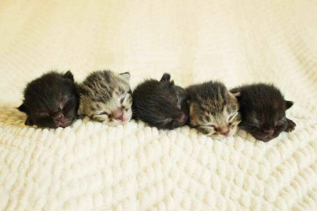 К чему снятся котята маленькие красивые. Слепые котята. Новорожденные котята. Маленькие Слепые котята. Маленькие котята Новорожденные.