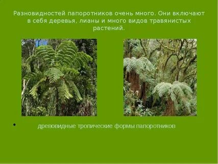 Какие растения являются представителями папоротников