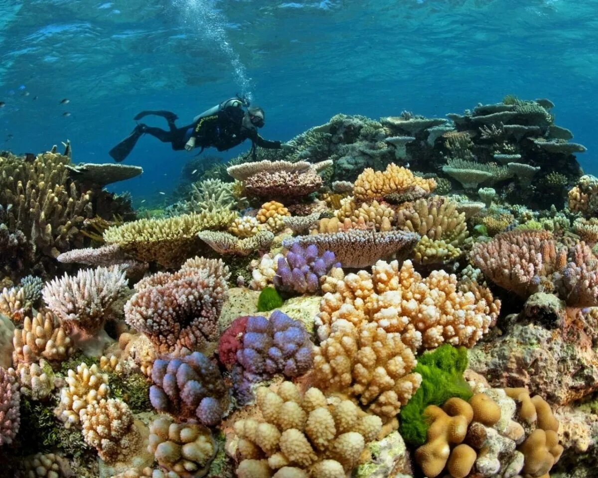 Great coral reef. Великий Барьерный риф Австралия. Большой коралловый риф в Австралии. Большой Барьерный риф Австралия подводный мир. Кораллы большого барьерного рифа Австралия.