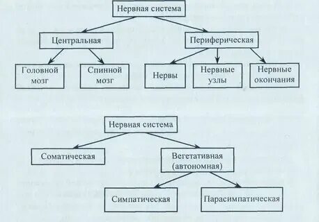 Цнс в биологии