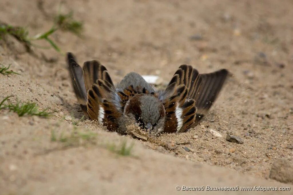 Воробьи купаются в пыли. Птицы улетают из гнезда. Воробей трепещет крыльями. Воробей трепещет крыльями. Крылья воробья.
