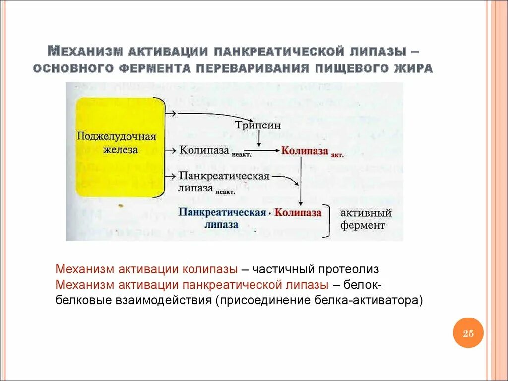 Механизм активации панкреатической липазы. Липаза механизм действия иммунология. Активаторы панкреатической липазы биохимия. Тканевая липаза механизм активирования. Гидролиз жиров ферменты