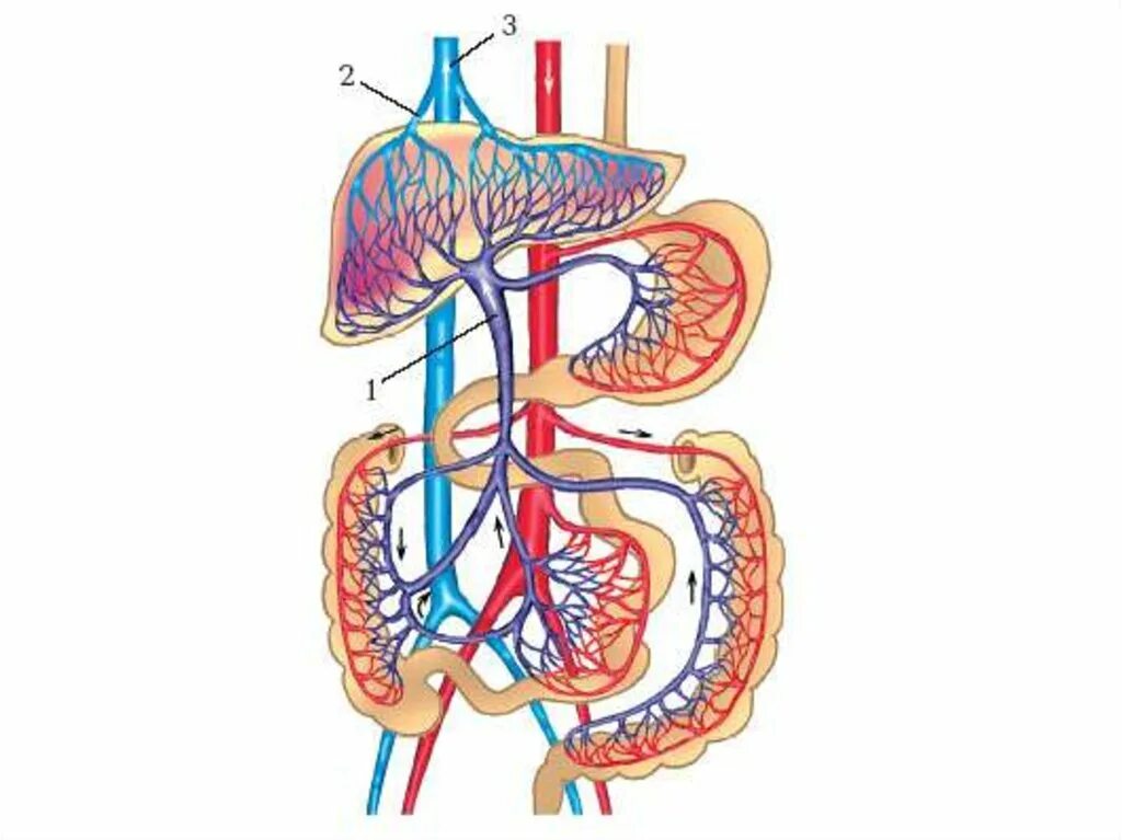 Кровообращение воротной вены. Воротная Вена печени система. Система воротной вены схема.