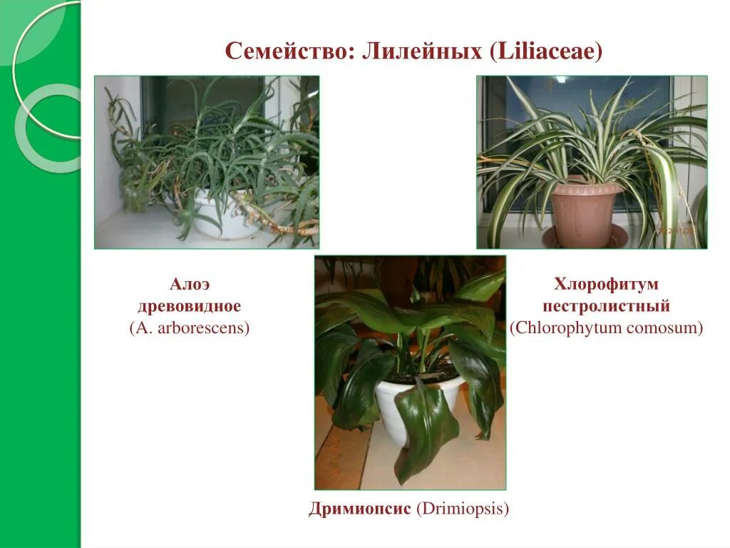 Семейство амариллисовые