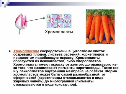Пигменты плодов