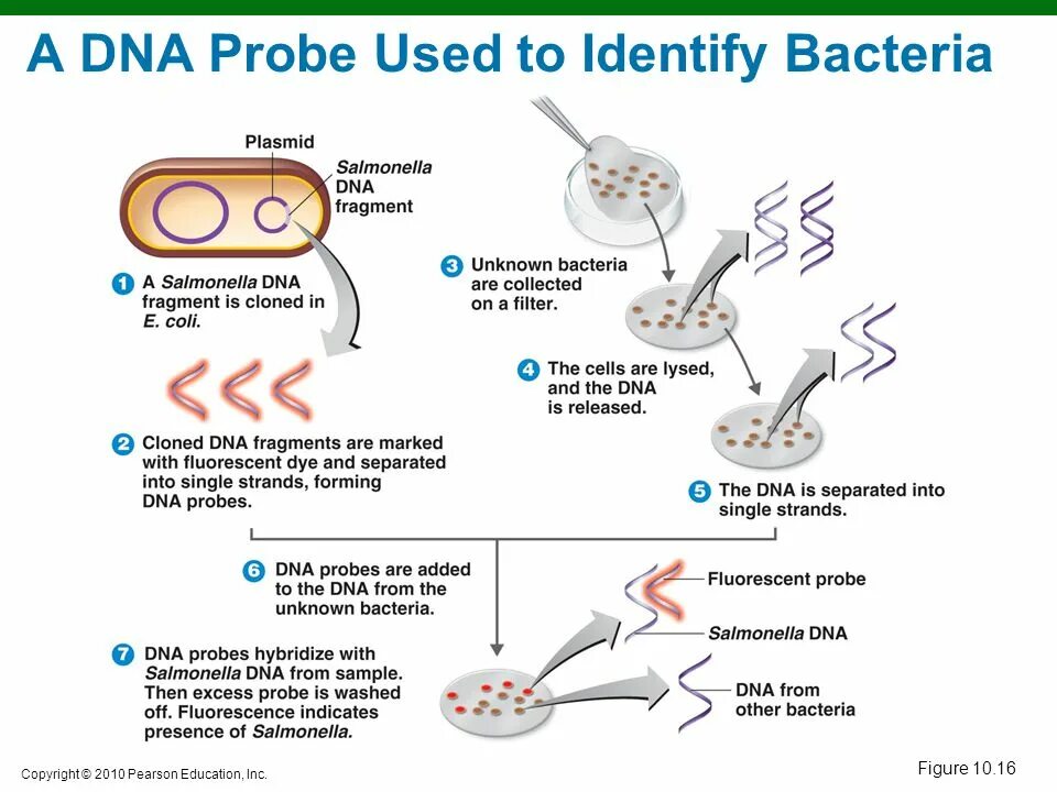 Днк зонд. ДНК зонды схема. DNA Probe. Plasmid Fluorescence. Biochemical identification of bacteria.