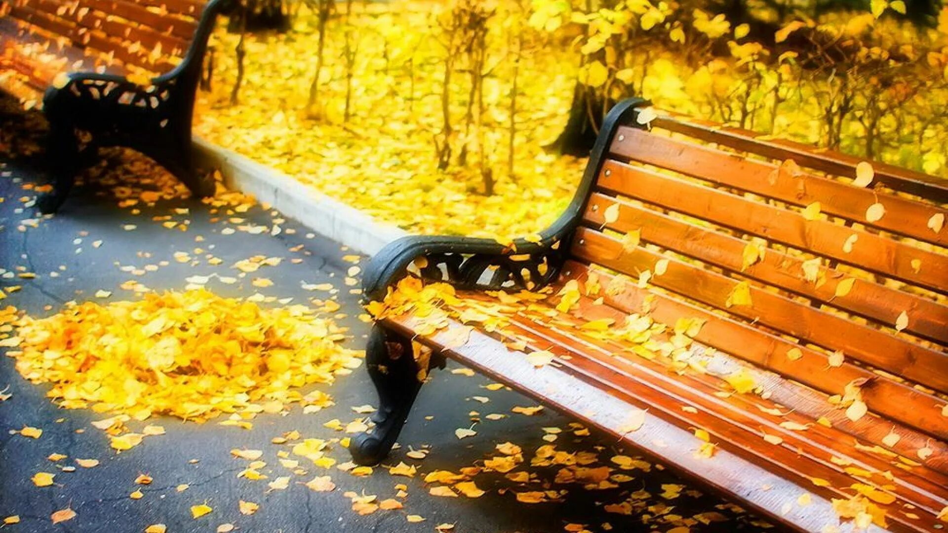Осень без людей. Осень скамейка в парке. Осень в парке. Скамейка в осеннем парке. Осеннее настроение.