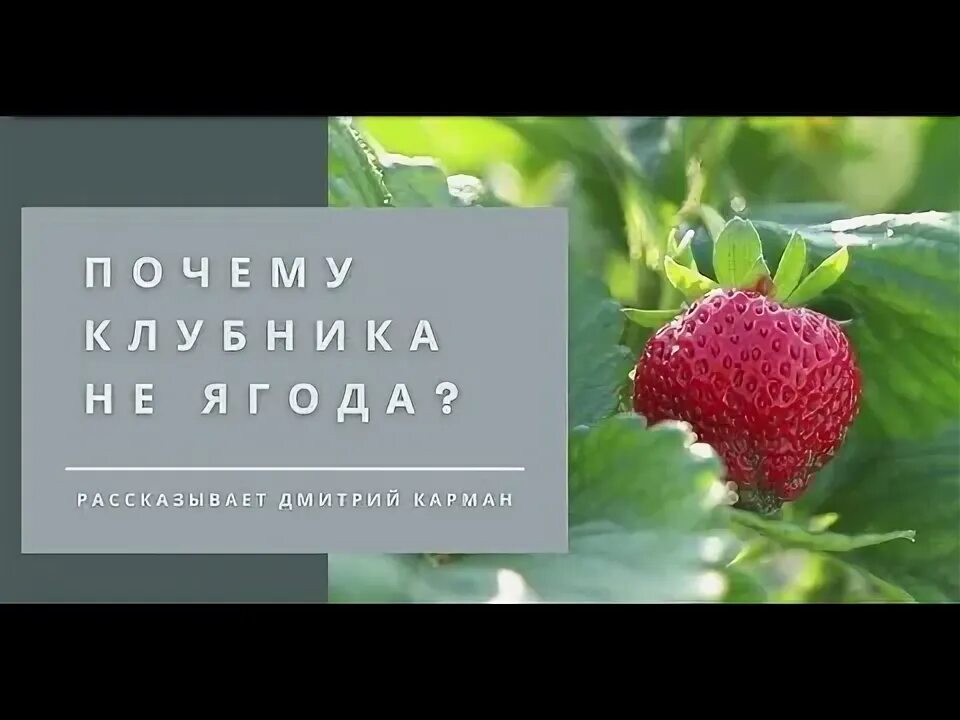 Мучнистая роса на ягодах клубники. Клубника почему мало ягод. Клубника в горшках. Клубника. Клубника растет.