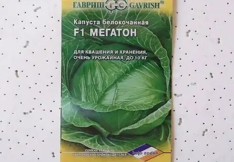 Капуста мегатон характеристика и описание отзывы