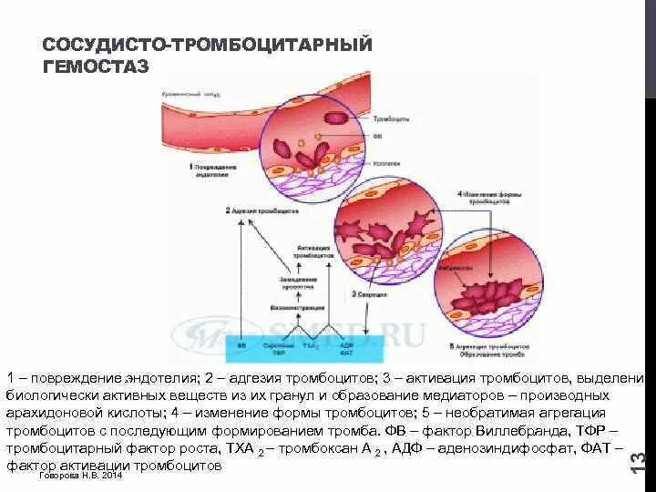 При повреждении сосудов тромбоциты. Причины повреждения эндотелия сосудов. Сосудисто-тромбоцитарный гемостаз. Сосудисто тромбоцитарный гемостаз эндотелия сосудов. Схема сосудисто-тромбоцитарного гемостаза.