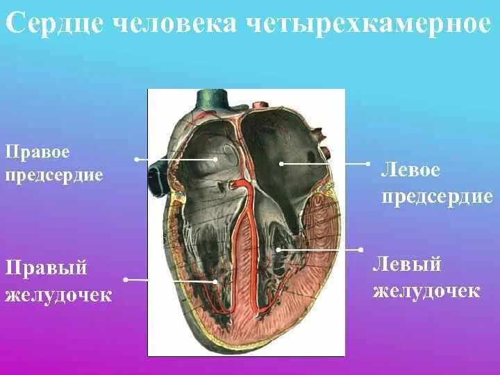 Сердце человека четырехкамерное. Четырёхкамерное сердце у человека. Сердце человека камерное. Возникновение четырехкамерного сердца. Четырехкамерное сердце наличие диафрагмы