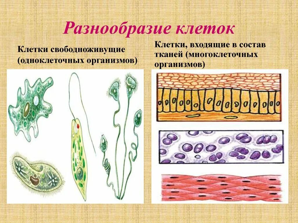 Какие организмы обладают простыми тканями. Формы клеток одноклеточных и многоклеточных организмов. Какие организмы обладают простыми тканями. Строение клетки многоклеточного организма. Формы клеток у человека.