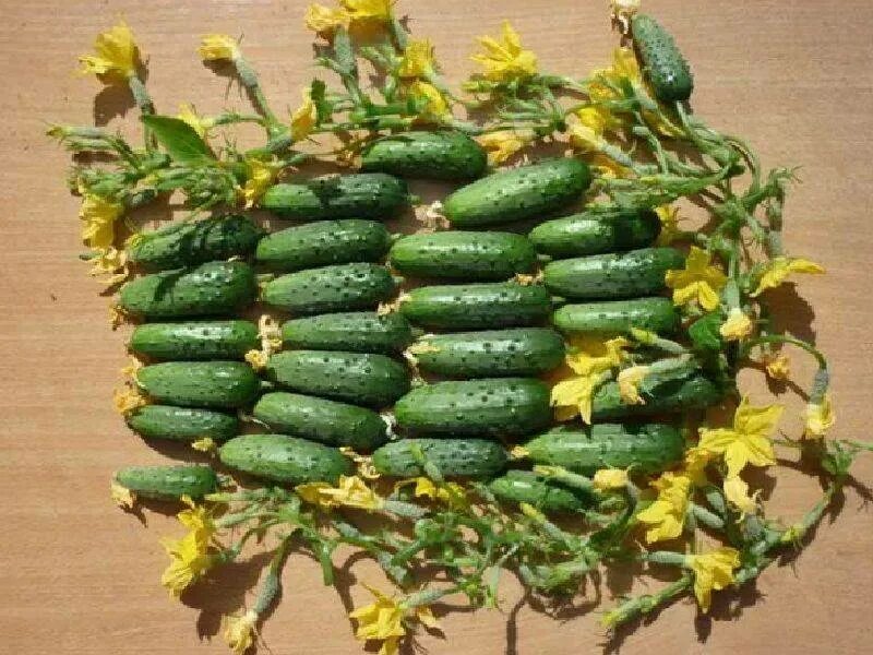 Кабачок самоопыляемые сорта. Кабачок белогор f1 2 г гавриш. Цуккини цукеша. Кабачок самоопыляемые сорта. Кабачки сорт кавили.