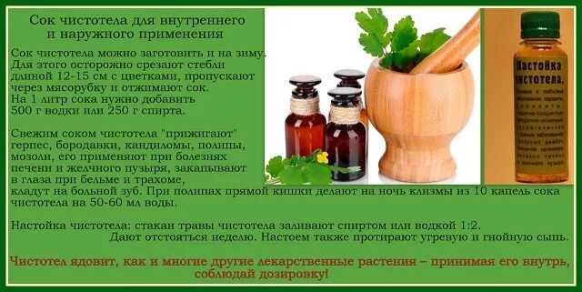 Как принимать настойку чистотела. Сок чистотела от полипов. Сок чистотела от полипов в носу. Чистотел от полипов в кишечнике. Народные средства от полипов в кишечнике.