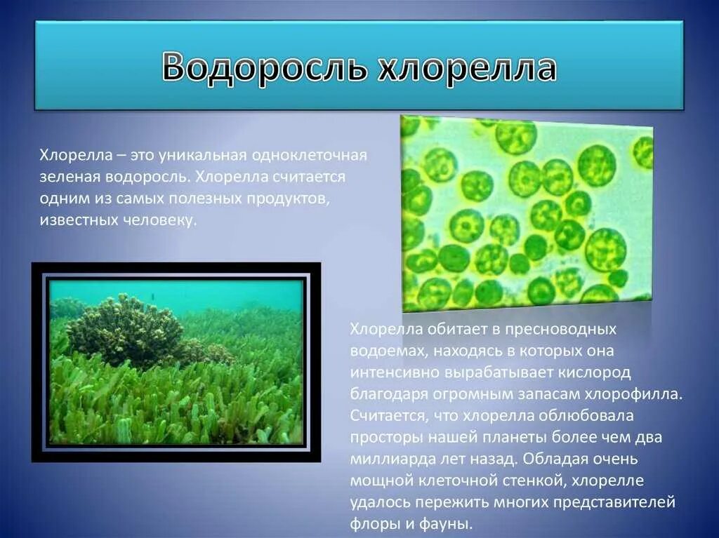 Как питаются водоросли. Одноклеточная водоросль хлорелла. хлорелла среда обитания. хлорелла фототроф. зеленые водоросли хлореллы строение.