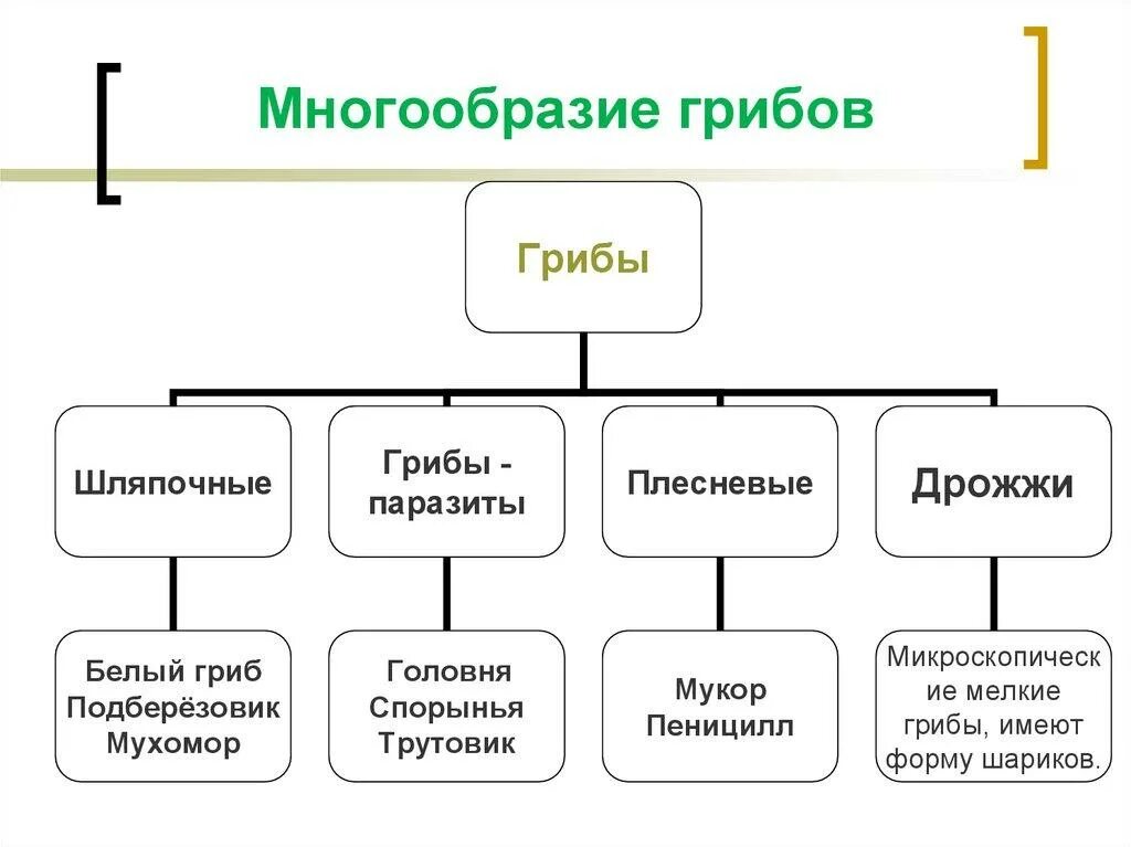 Все многообразие 6. Царство грибы многообразие грибов. Многообразие грибов строение плесневых грибов. Шляпочные грибы плесневые грибы таблица. Сообщение о многообразии грибов 5 класс биология.