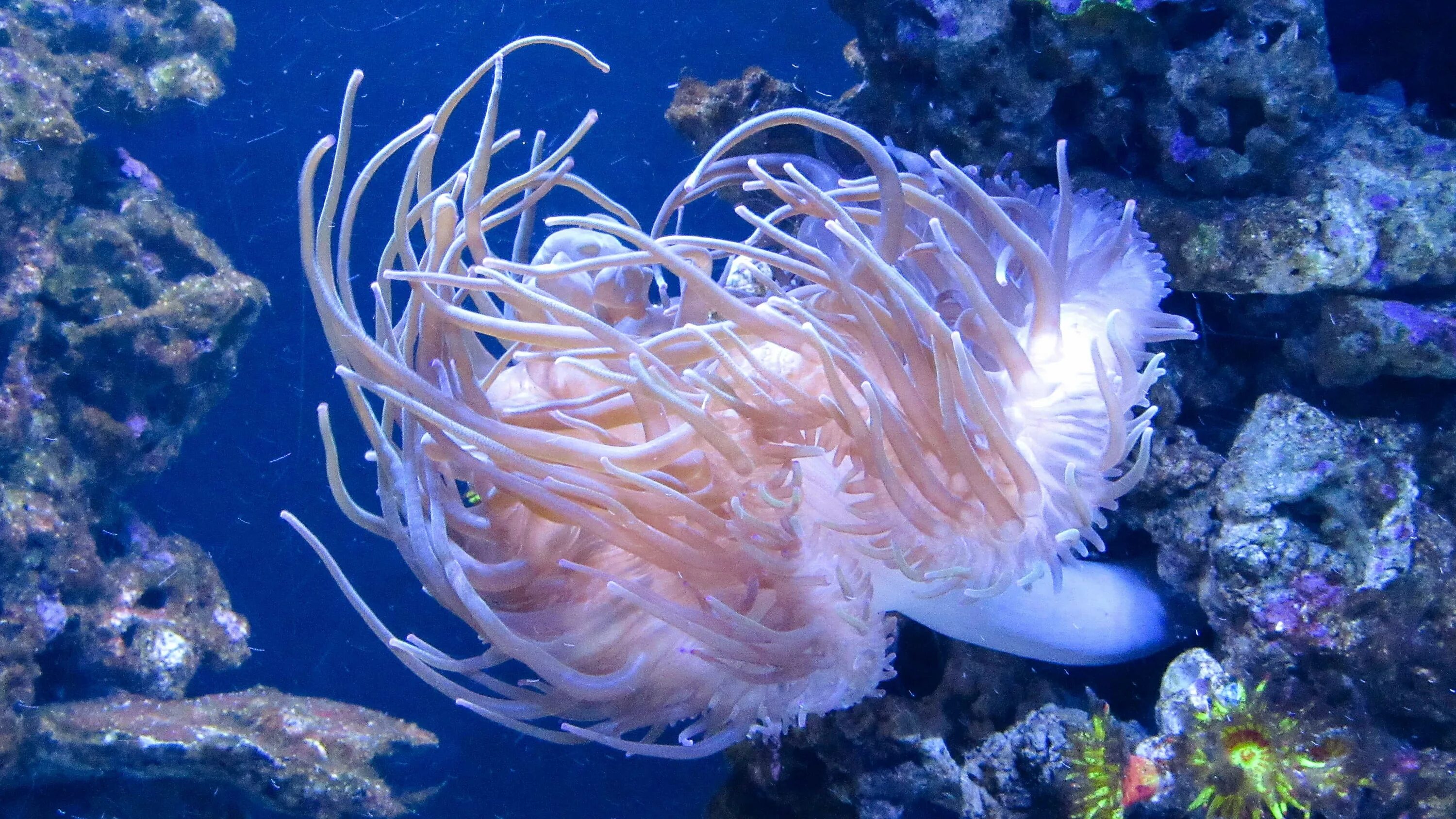 Группа морских организмов на дне океана. Медузы. Морские организмы. Кораллы и медузы. Медузы. Кораловыеирифы.
