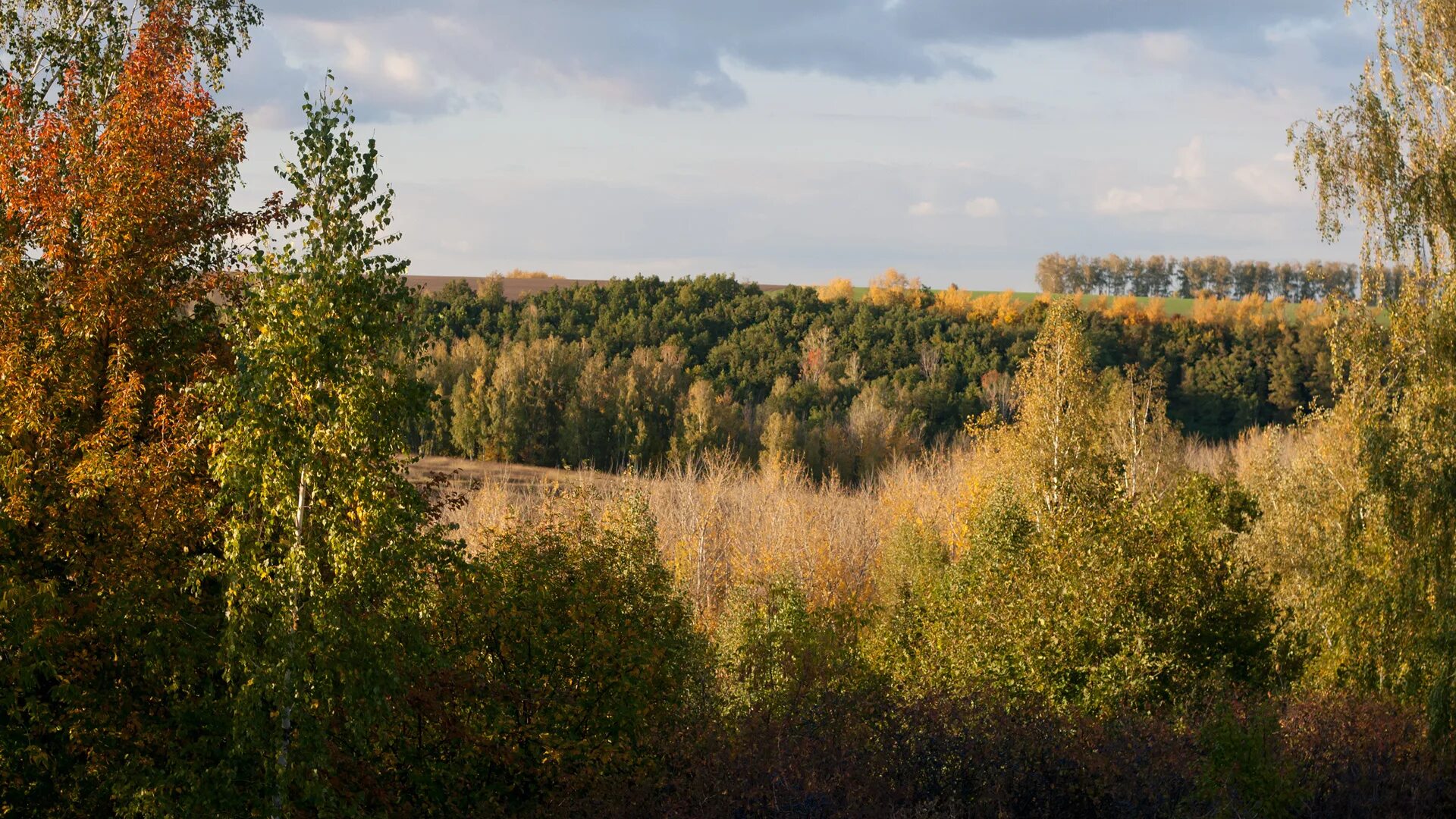 Золото курская область. Лес Курская область. Петрин лес Курск. Осенний лес Курская область. Курская область природа.