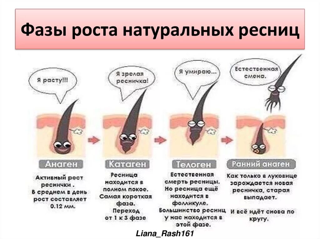 Почему снова растет. Рост ресниц анаген. Стадии роста ресниц наращивание. Фазы роста ресниц анаген. Фазы роста волос анаген.