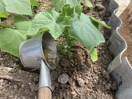 Подкормка огурцов в открытом