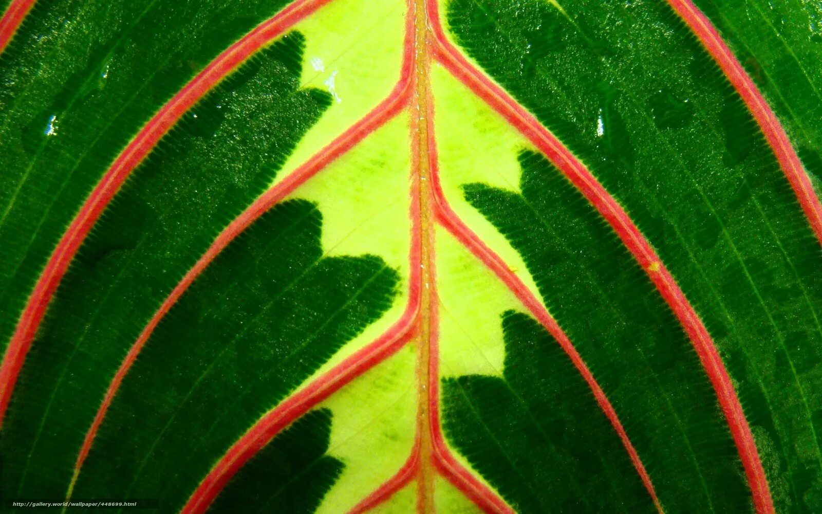 Красное и зеленое читать. Красивые листья растений. Зеленые листья с красными прожилками. Лист с прожилками. Цветок зеленые листья с красными прожилками.