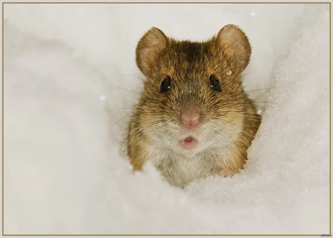 Полевка хомяк. Мышь полевка. Мышка полевка зимняя. Мышь полевка зимой. Хомяки полевки