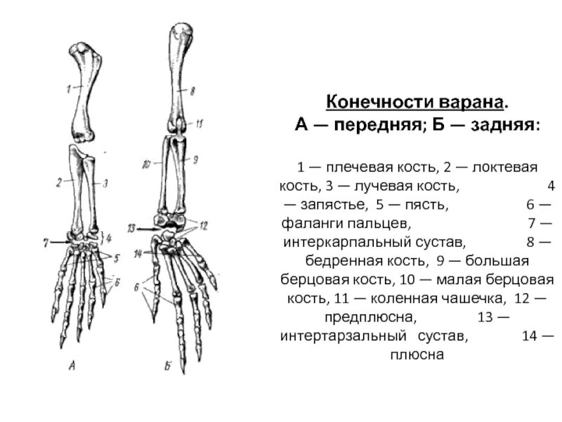 Кости пясти плечевая кость