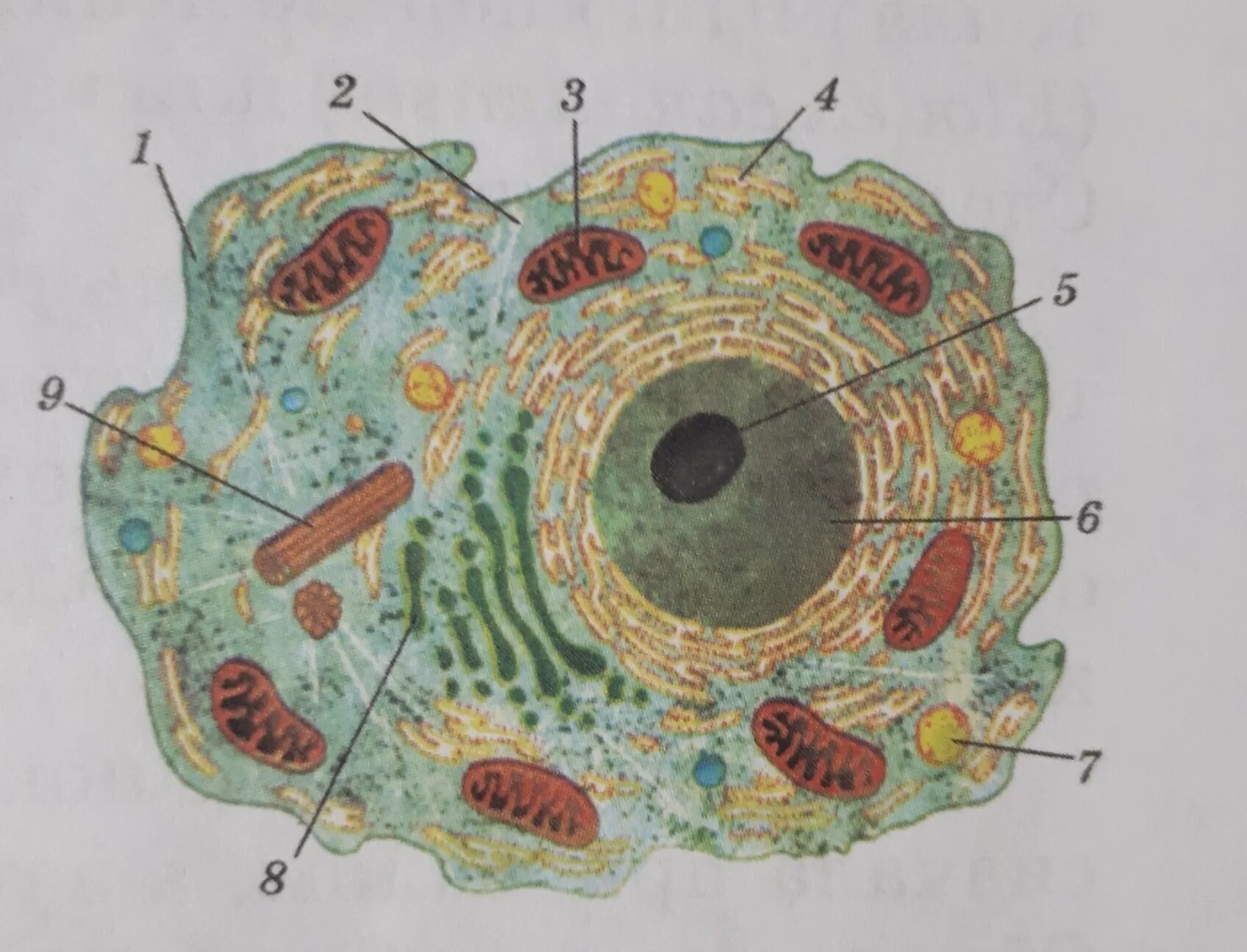 В световой микроскоп хорошо видны органоиды