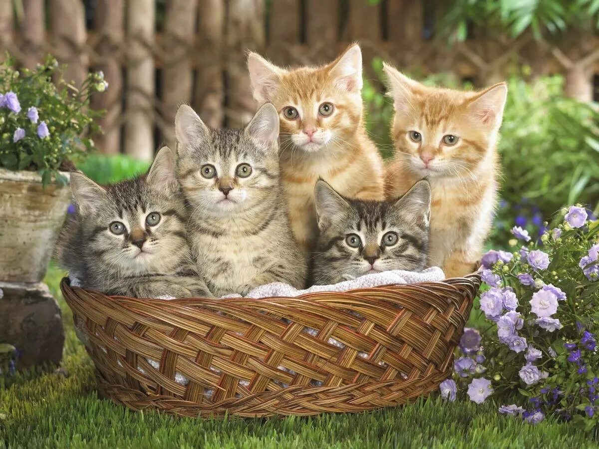 Картинки котят. Kittens in a Basket Photographic Print on Canvas. Kittens in a Basket Photographic Print on Canvas animal.