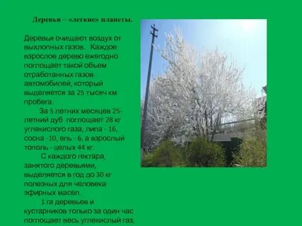 Как деревья очищают воздух