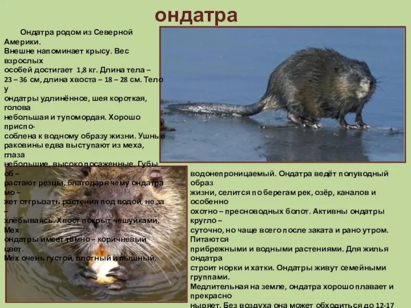 Ондатр слова. Водяная крыса ондатра. нутрия и ондатра. водяная крыса это нутрия или ондатра. крыса ондатра.