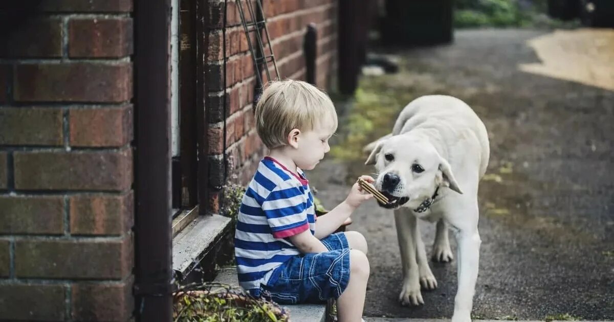 Человек ребенок собака. Мальчик кормит собаку. Мальчик гладит собаку. Мальчик со щенком на улице. Ребенок гладит собаку.