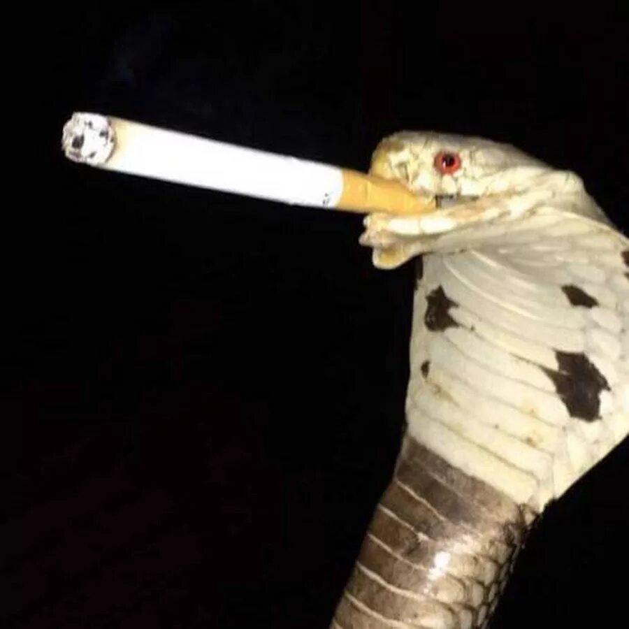 Глупые змеи. Курящая змея. Змея с сигаретой. Кобра с сигаретой.