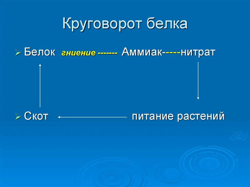 Аммиака нитритов нитратов. Круговорот белков в организме. Круговорот белка бактерии. Круговорот булок в природе. Круговорот белка в организме человека.