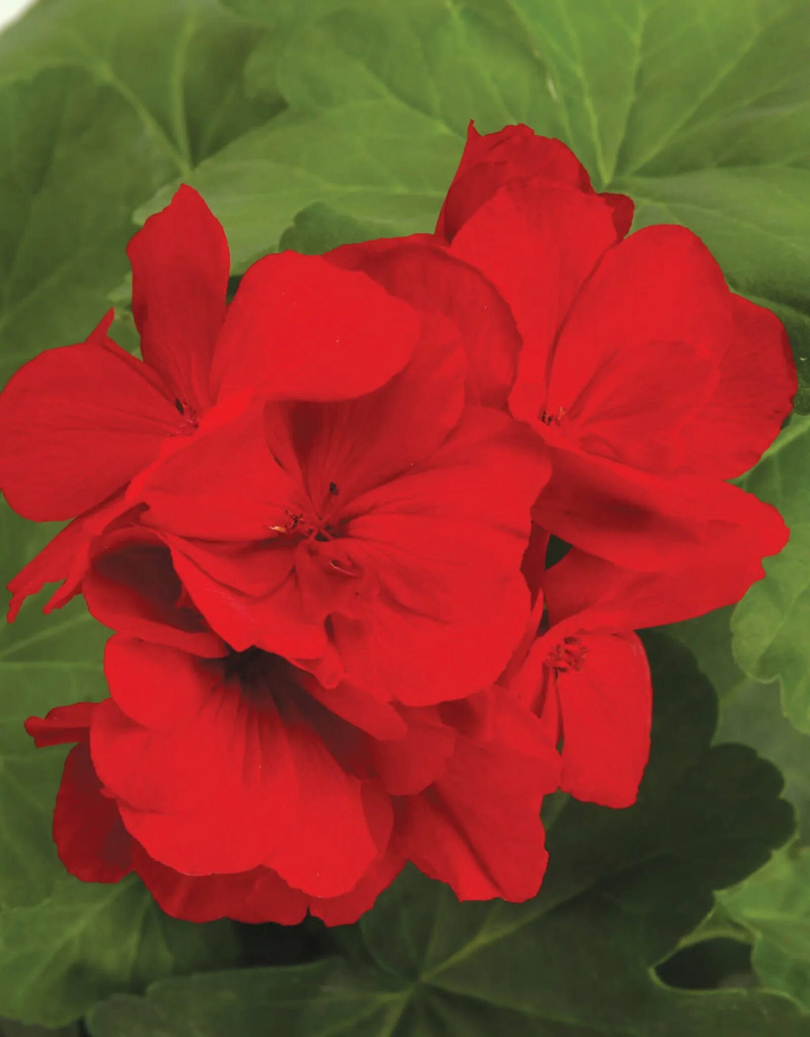 Пеларгония (герань) Dark Red. Катхак пеларгония. Красная герань – Red Geranium. Пеларгония зональная красная.