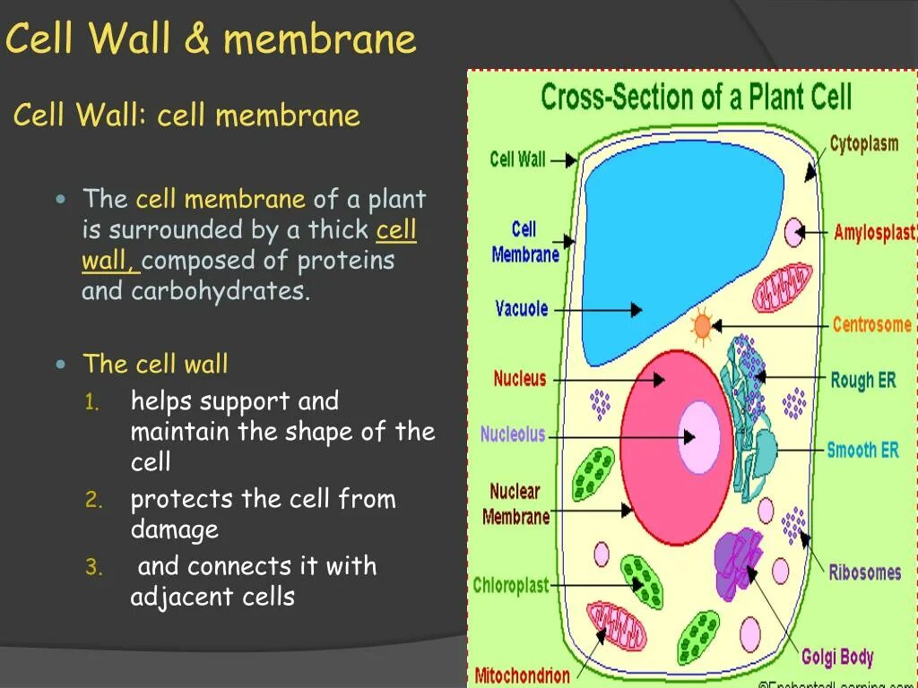 Cell Wall membrane. Cell Wall and Cell membrane. Function of Cell Wall. Did Plant Cell has Cell membrane.