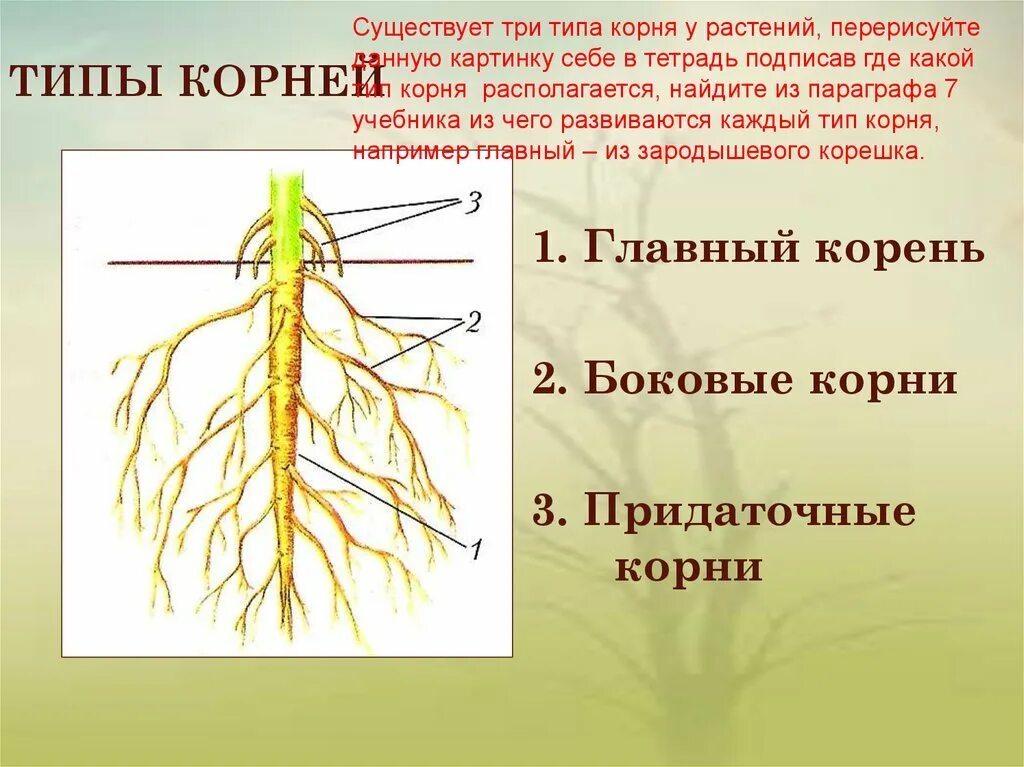 Боковой главный придаточный корневой. Корень внешнее и внутреннее строение корня. Строение . Функции . Типы корневых систем. Строение корня придаточные корни. Придаточные корни и боковые корни.