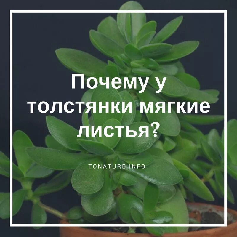 Можно лист денежного дерева