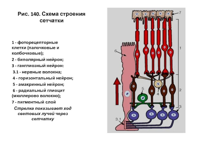 Строение фоторецепторных клеток сетчатки. Палочковые и колбочковые Нейроны строение. Схема строения фоторецепторных клеток. Амакриновые клетки сетчатки. Каким номером на рисунке обозначена сетчатка