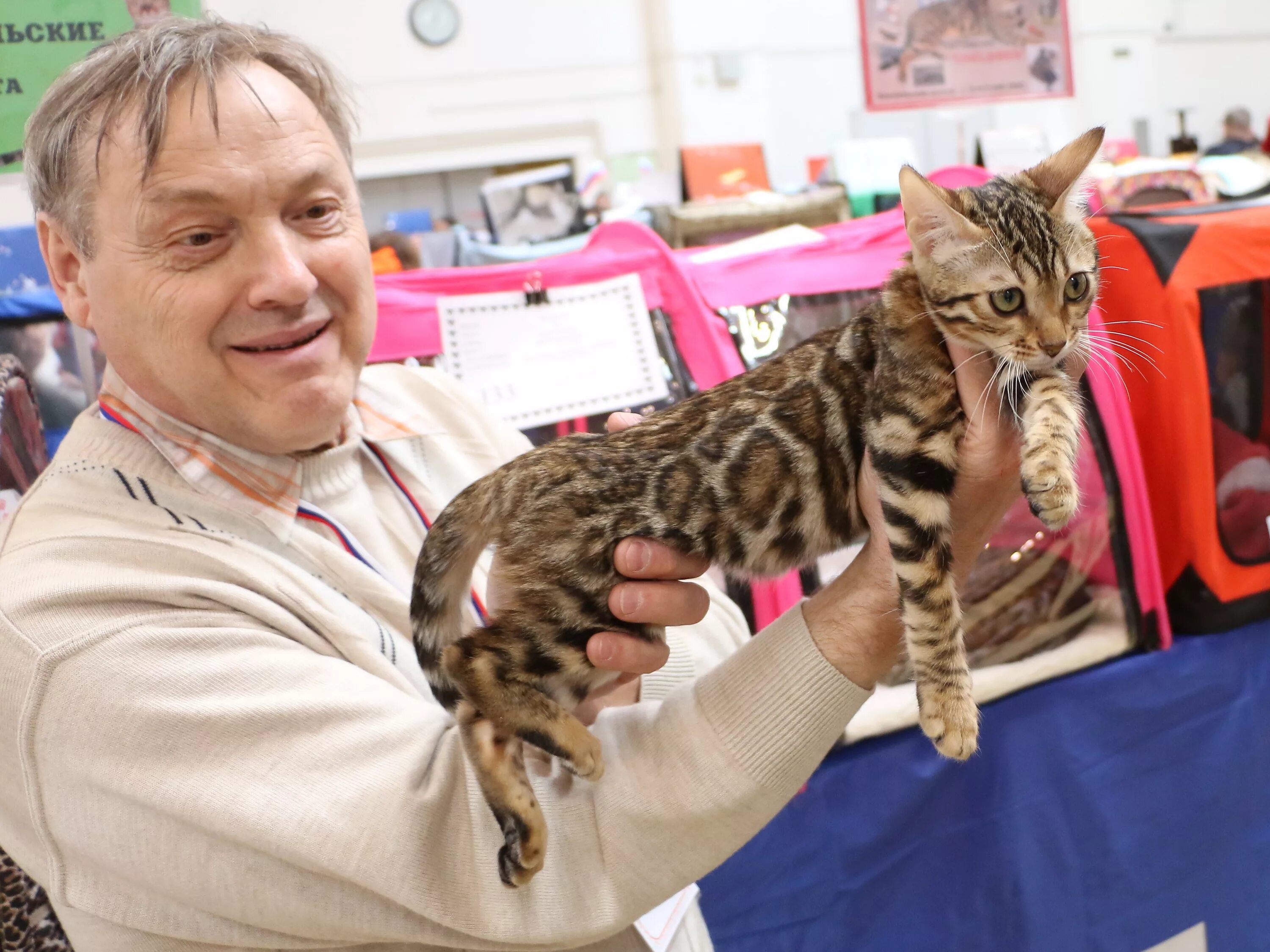 Выставка кошек. Выставка породистых кошек. Породистые котята за 1000 рублей. Кошка за миллион порода. Купить кошку иваново