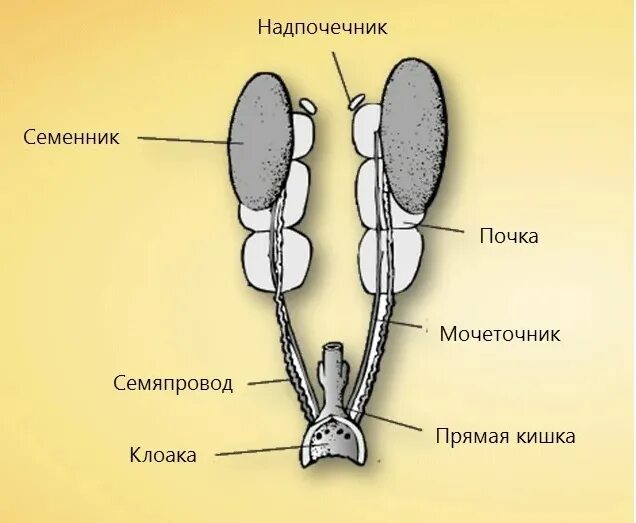 Охарактеризуйте особенности строения органов размножения птиц. Органы размножения птиц. Половая система птиц. Половая система самок птиц. Строение половой системы птиц.