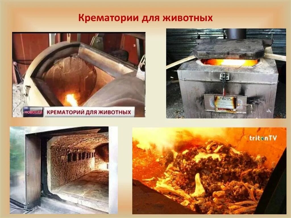 Кремация хомяков в москве