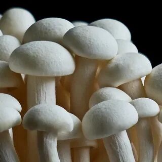 Оттенок mushroom
