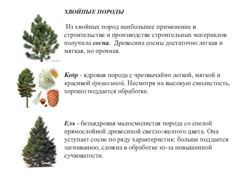 Хвойной породой является. Хвойные породы. Хвойные породы древесины. Декоративные породы хвойных деревьев. Хвойные породы в строительстве.