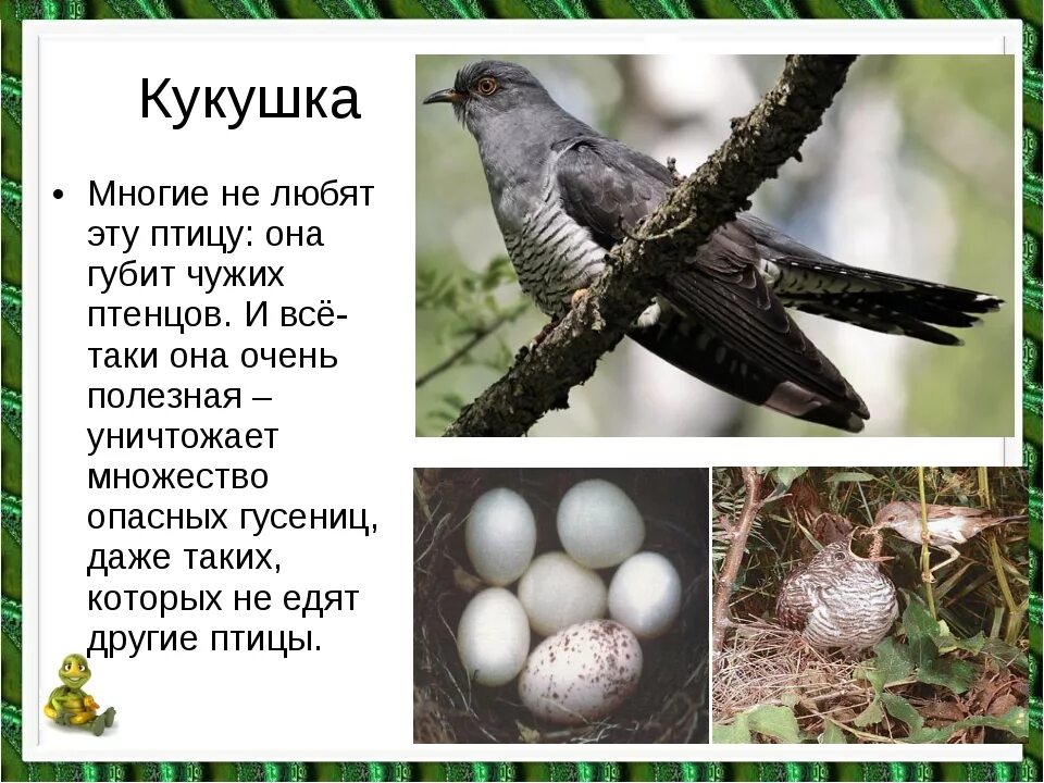 В каких отношениях находится кукушка с природой. Размножение кукушки. кукушка. интересное о кукушке. интересные факты о кукушке.