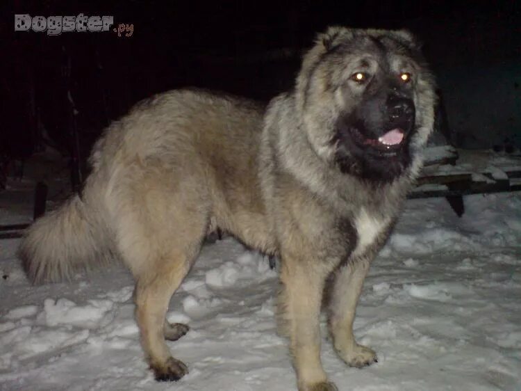 приколы про москвичей. кавказская овчарка мышечная масса. кавказская овчарка щенок. кавказская овчарка белай лекаре. кавказская овчарка кучум.