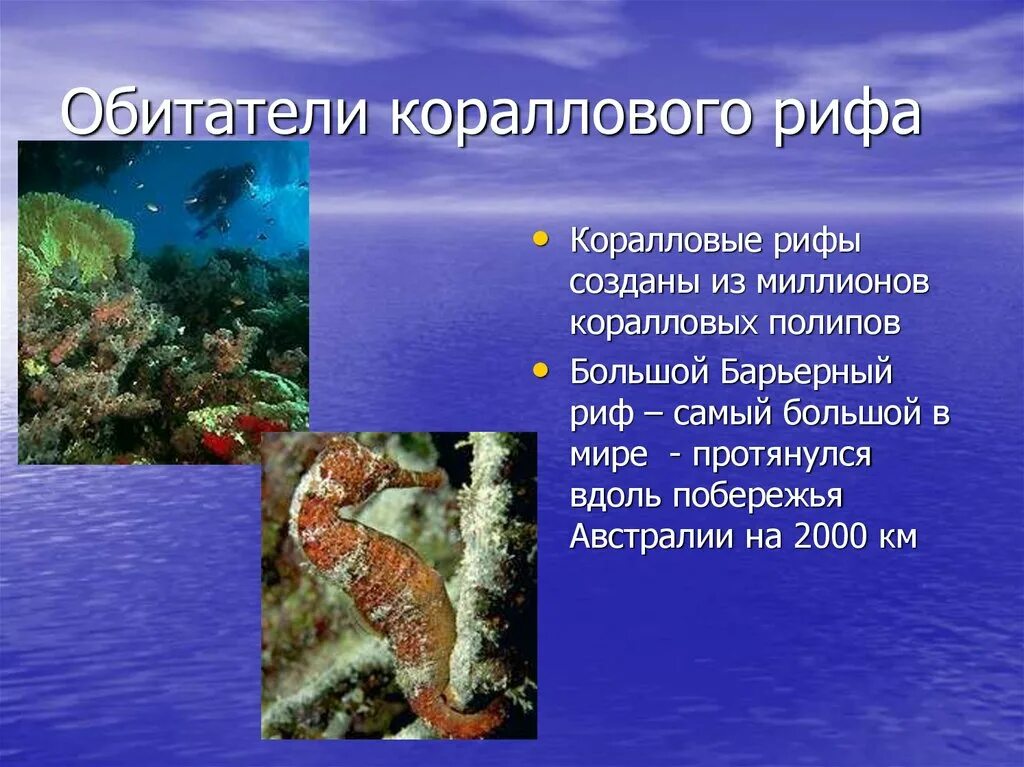 Сообщество кораллового рифа. Коралловые рифы презентация. Обитатели коралловых рифов. Коралловые рифы представители класса.