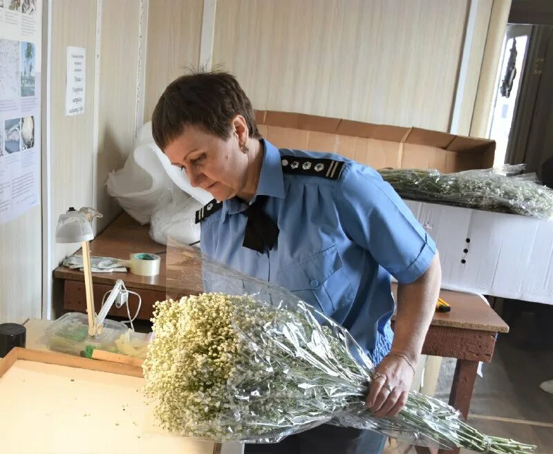 управление россельхознадзора по хабаровскому краю. приморском межрегиональное управление россельхознадзора. приморском межрегиональное управление россельхознадзора. россельхознадзор по приморскому краю и сахалинской области. северноморскоммежрегиональном управлении россельхознадзора.