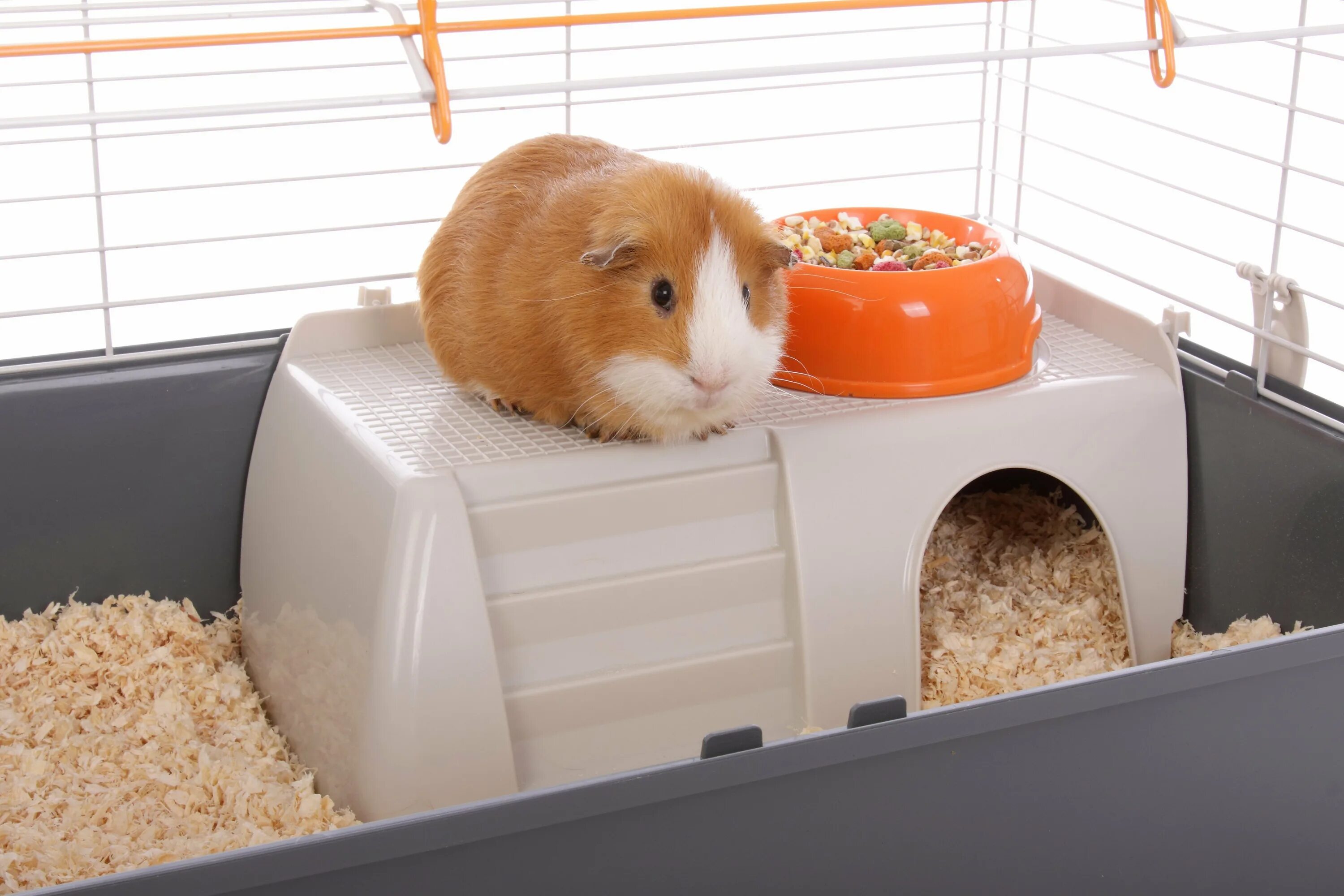 Как быстро прокачать хомяка в hamster. Клетка для морской свинки. домик для морской свинки. домик для хомяка.