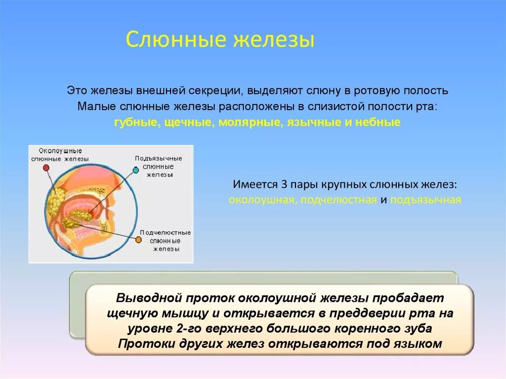 Железа выделяющая слюну. Слюнные железы внешней секреции. Железы внешней секреции выделяют. Секреция ротовой полости. Слюнные железы это железы внешней секреции.